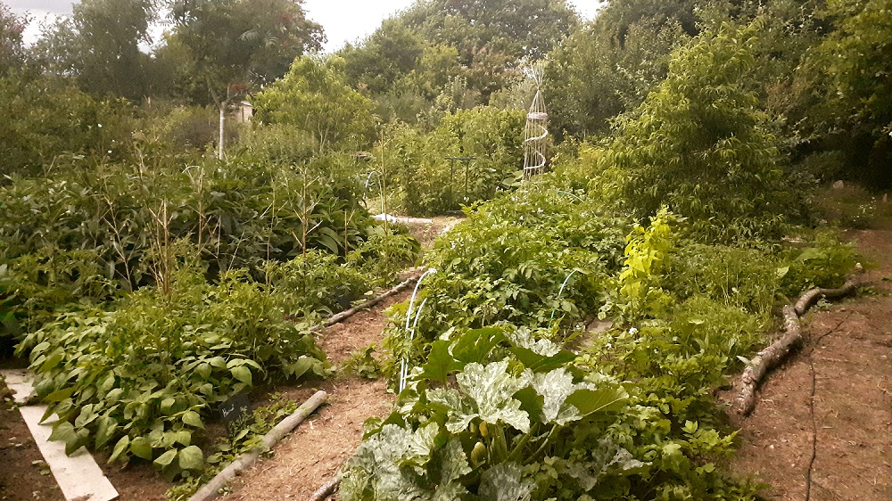 Jardin-forêt conçu avec la permaculture en Bretagne
